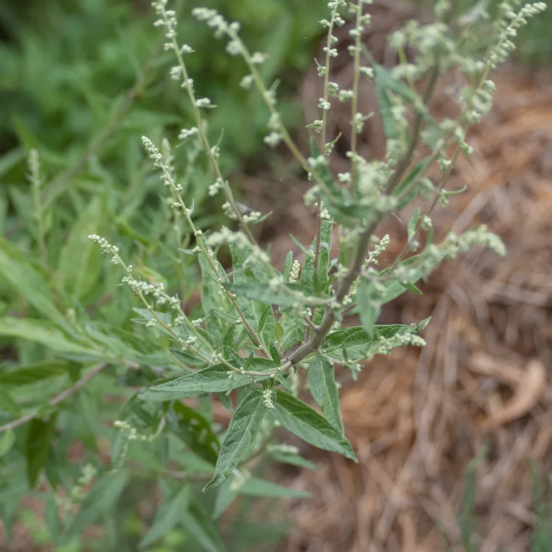 California Mugwort - Image 3