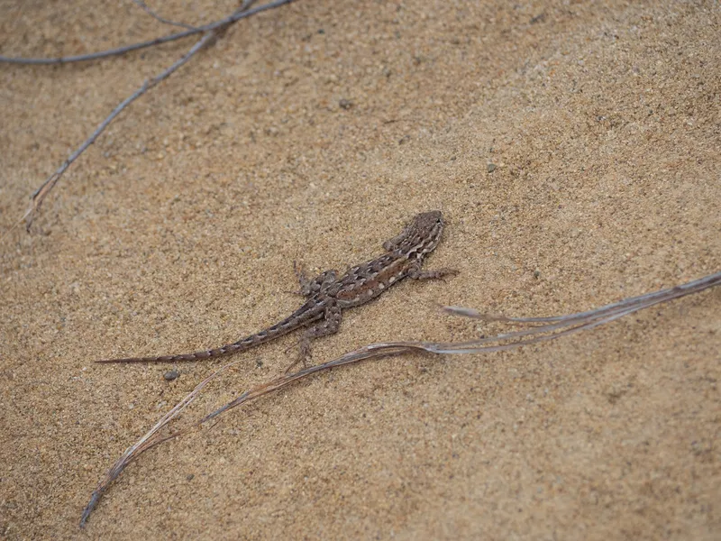 Western Side Blotched Lizard - Image 3