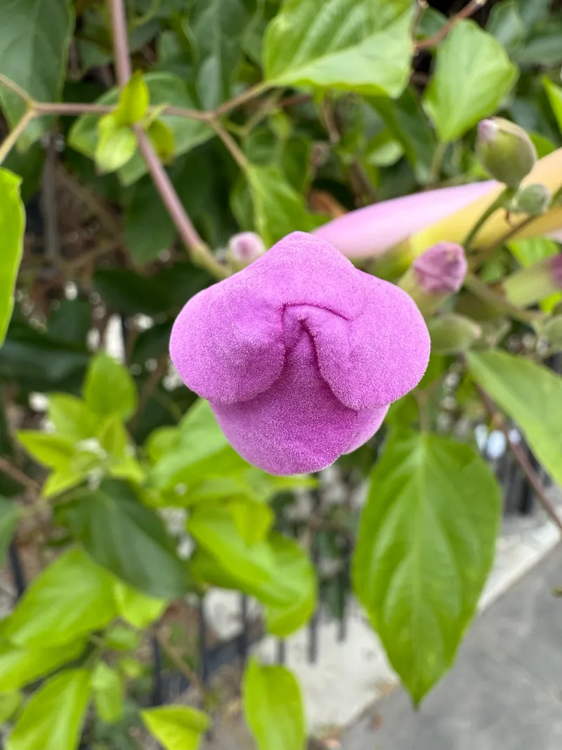 Mexican Blood Flower - Image 3