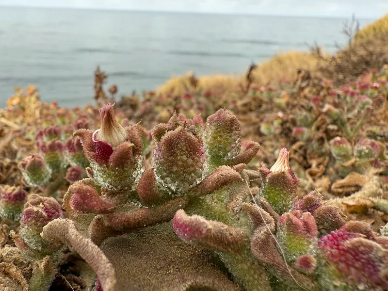 Crystalline Ice Plant - Image 3