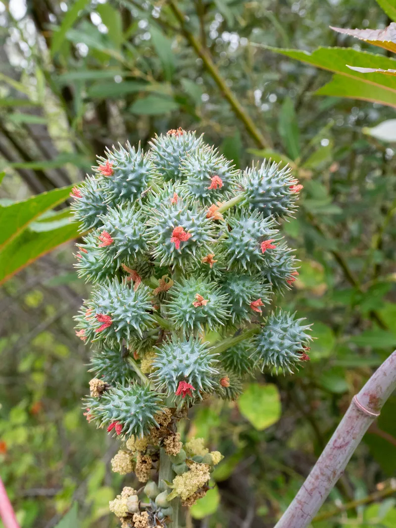 Castor Bean - Image 3