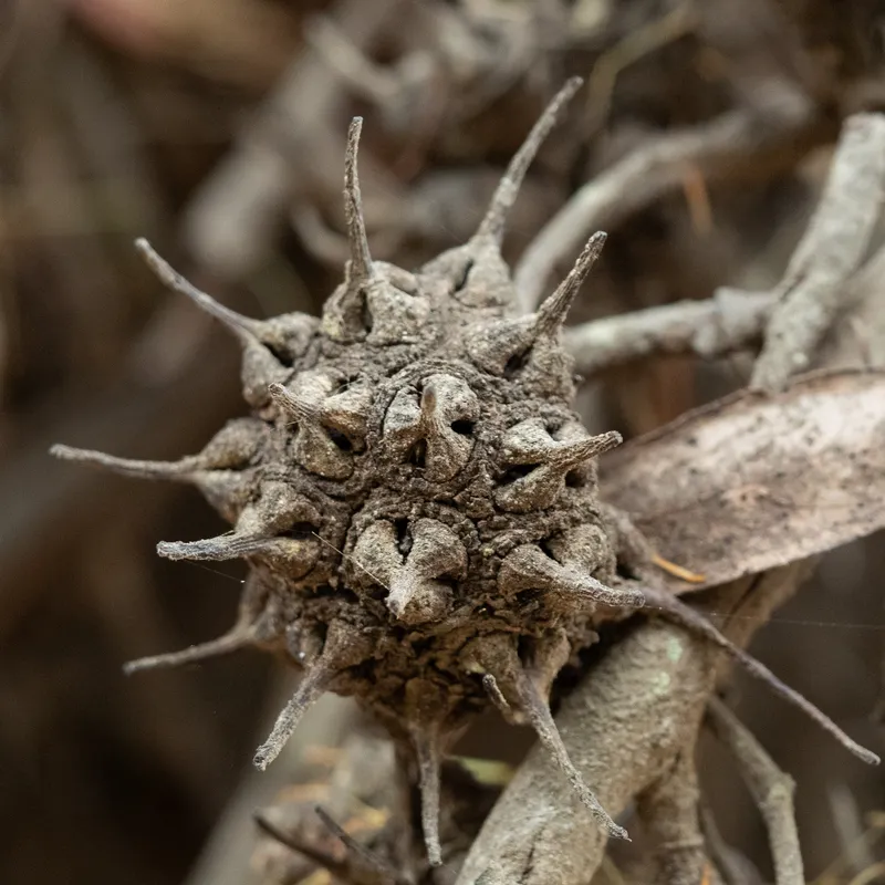 Spider Gum - Image 4