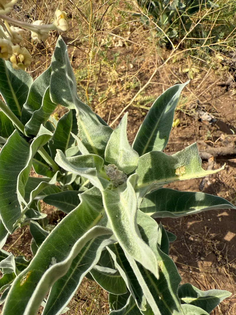 Woollypod Milkweed - Image 4