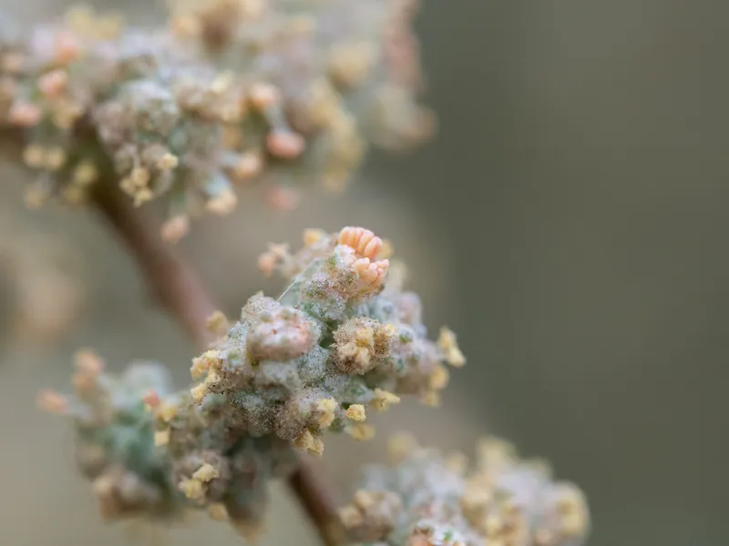 Saltbushes - Image 4