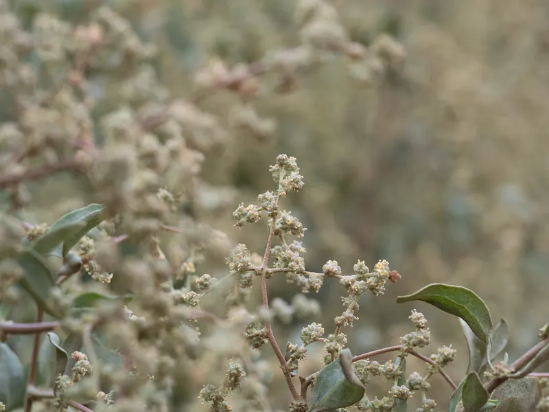 Saltbushes - Image 5